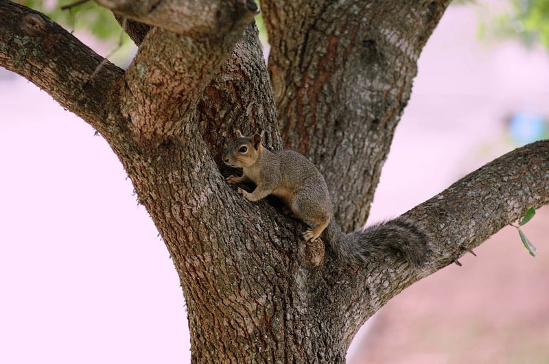 Wildlife Conservationist